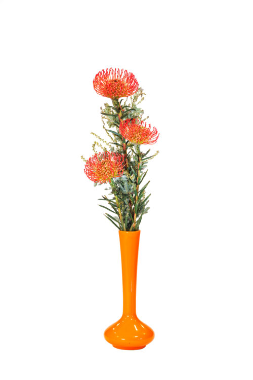 Leucospermum