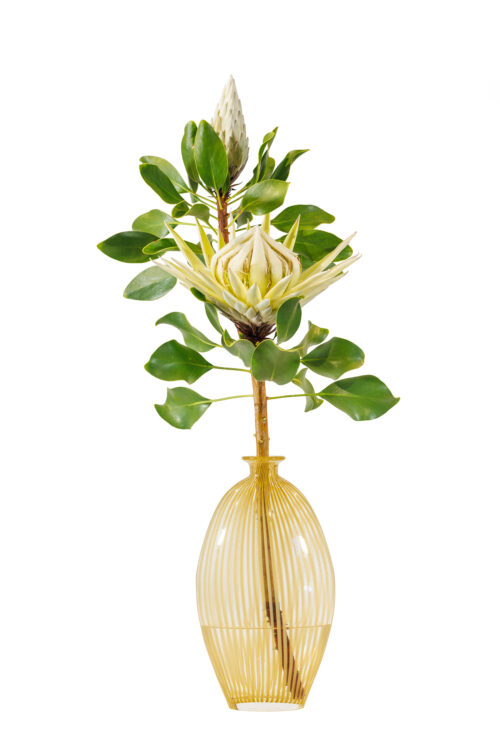 White King Protea