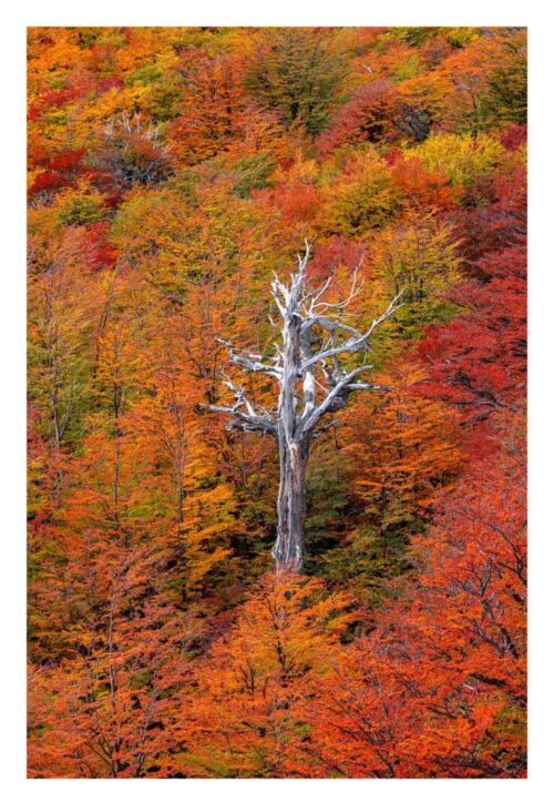 Nothofagus Forest
