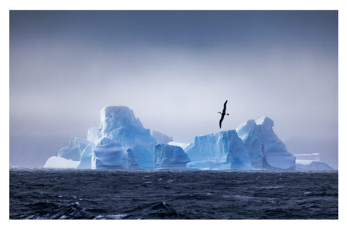 South Orkney Islands - Albatross and Icebergs