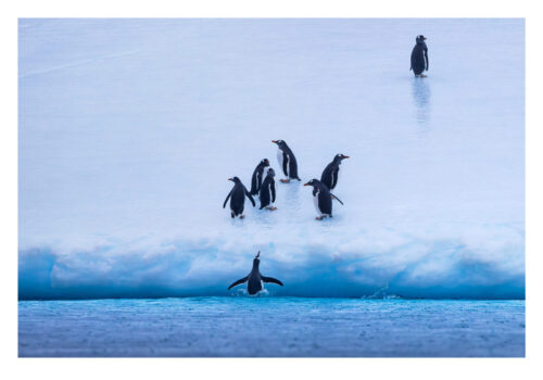 Gentoo Penguins on Ice