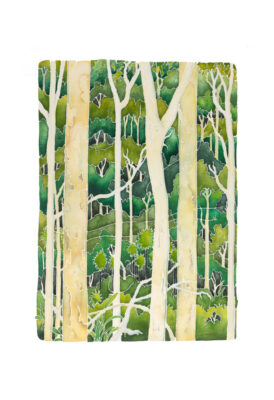 Forest at Carnarvon Gorge