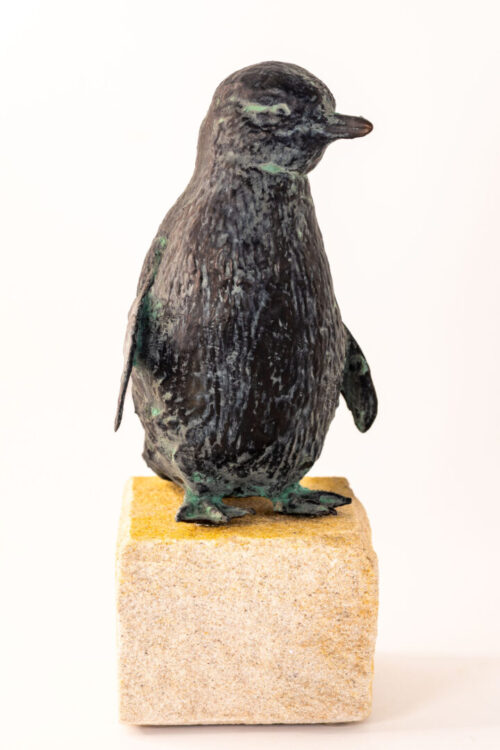 Fairy Penguin